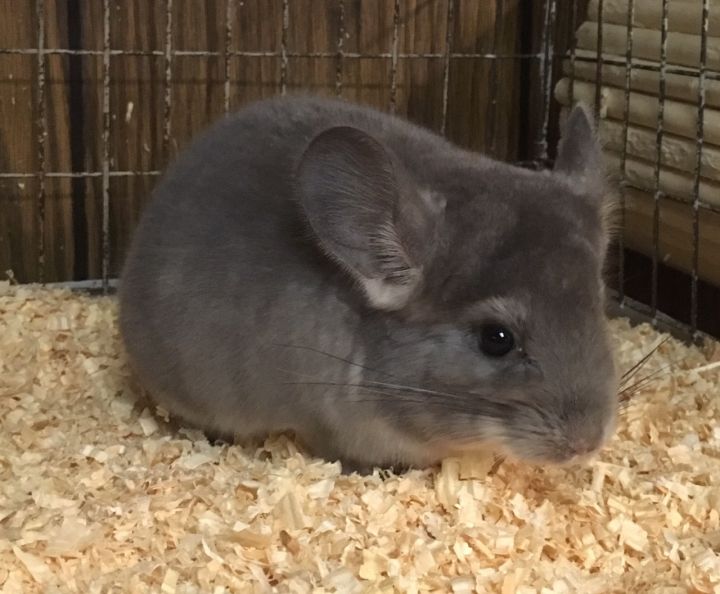 2.5 month old violet male chinchilla kit (baby) 4