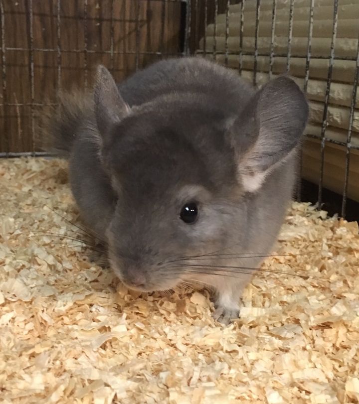 2.5 month old violet male chinchilla kit (baby) 5
