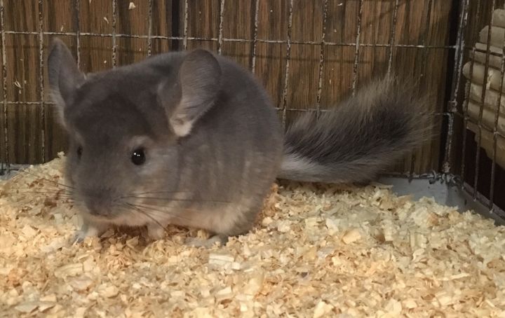 2.5 month old violet male chinchilla kit (baby) 6