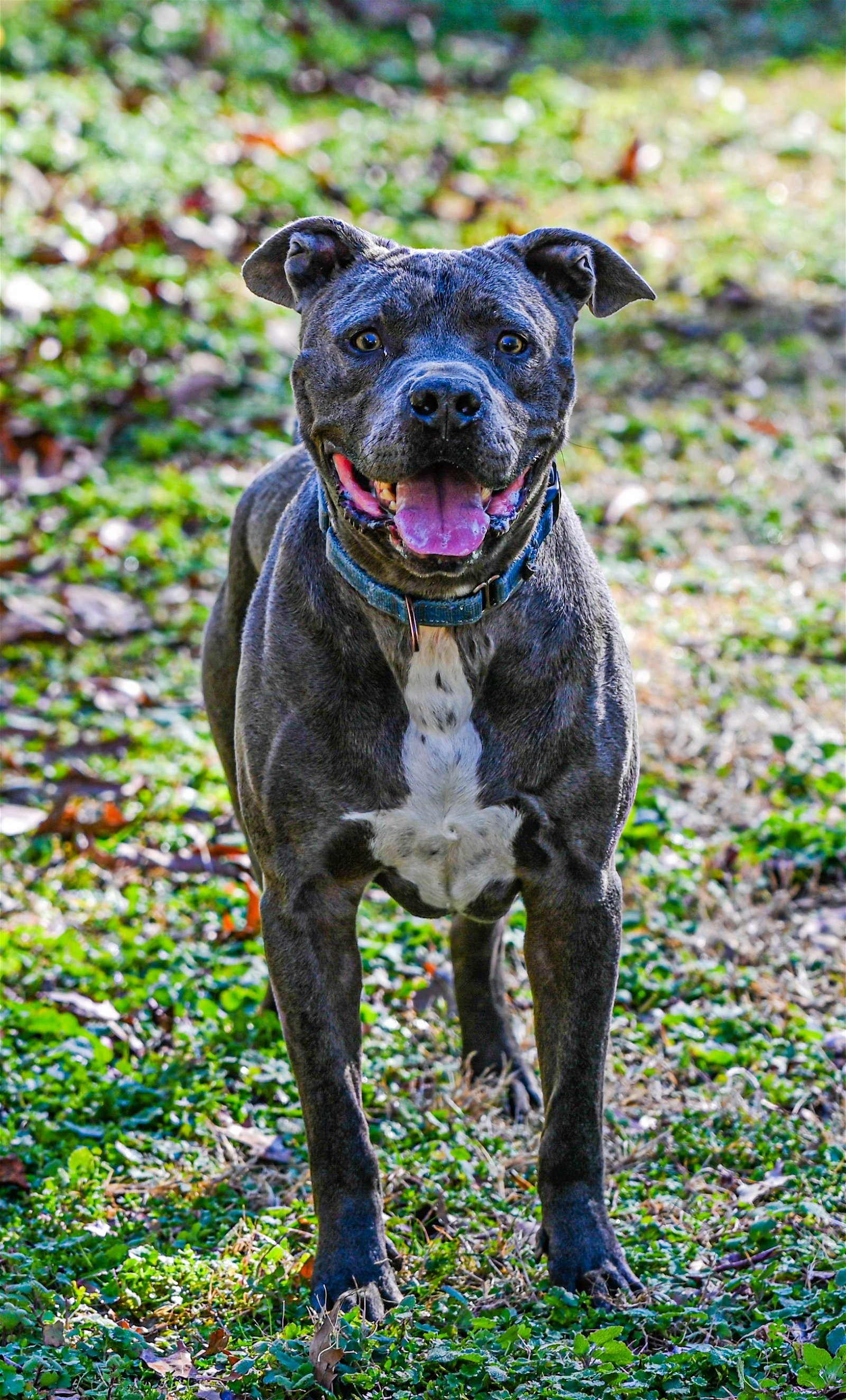 Kingston needs foster home (See Video), an adoptable Pit Bull Terrier, American Staffordshire Terrier in Munford, TN, 38058 | Photo Image 2