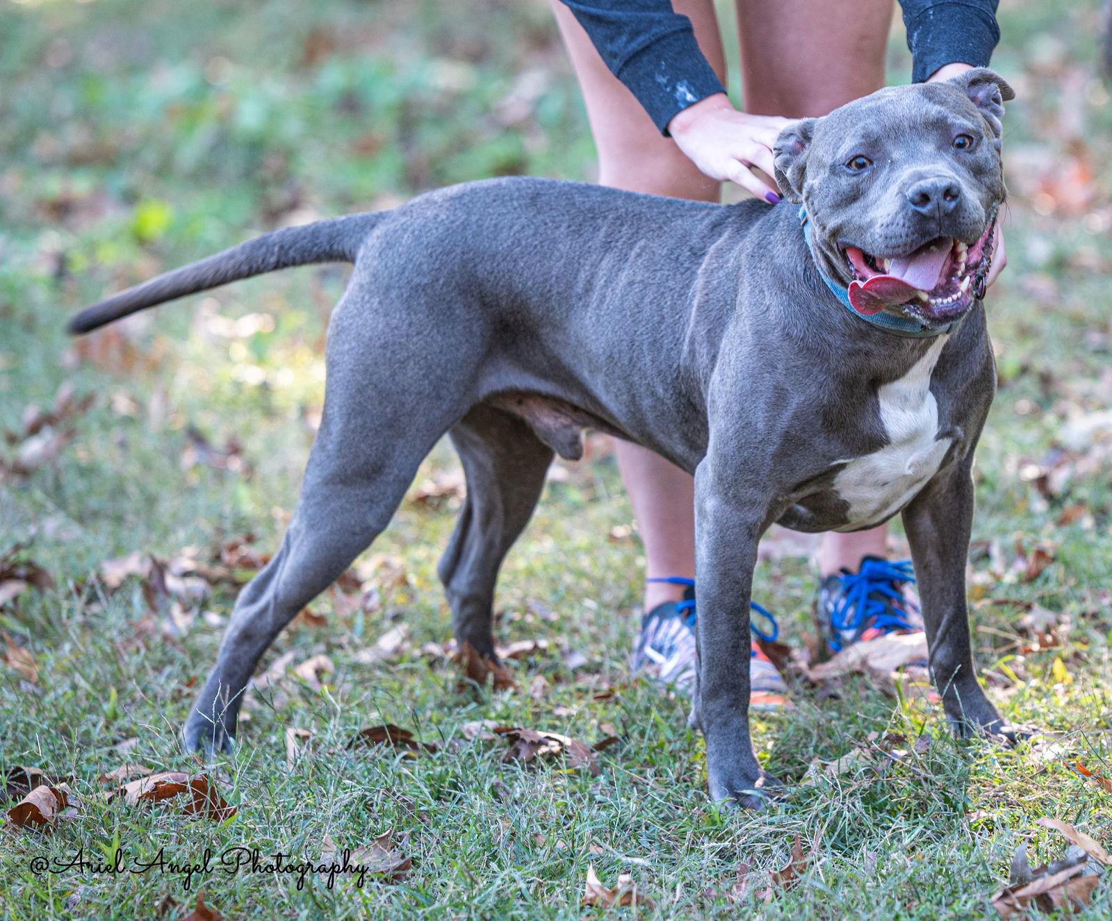 Kingston needs foster home (See Video), an adoptable Pit Bull Terrier, American Staffordshire Terrier in Munford, TN, 38058 | Photo Image 2