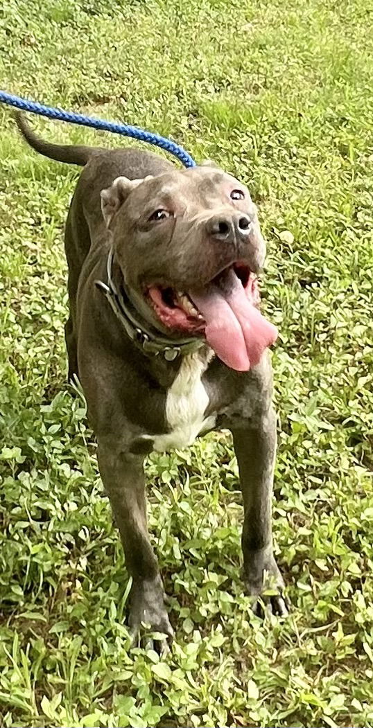 Kingston needs foster home (See Video), an adoptable Pit Bull Terrier, American Staffordshire Terrier in Munford, TN, 38058 | Photo Image 2
