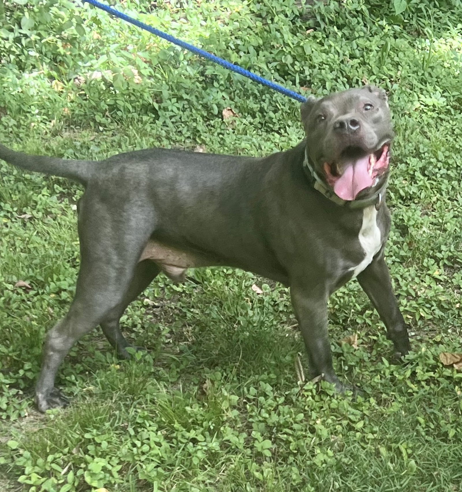 Kingston needs foster home (See Video), an adoptable Pit Bull Terrier, American Staffordshire Terrier in Munford, TN, 38058 | Photo Image 3