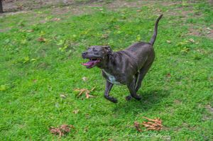 Dog for adoption - Kingston needs foster home (See Video), a Pit Bull  Terrier & American Staffordshire Terrier Mix in Munford, TN | Petfinder