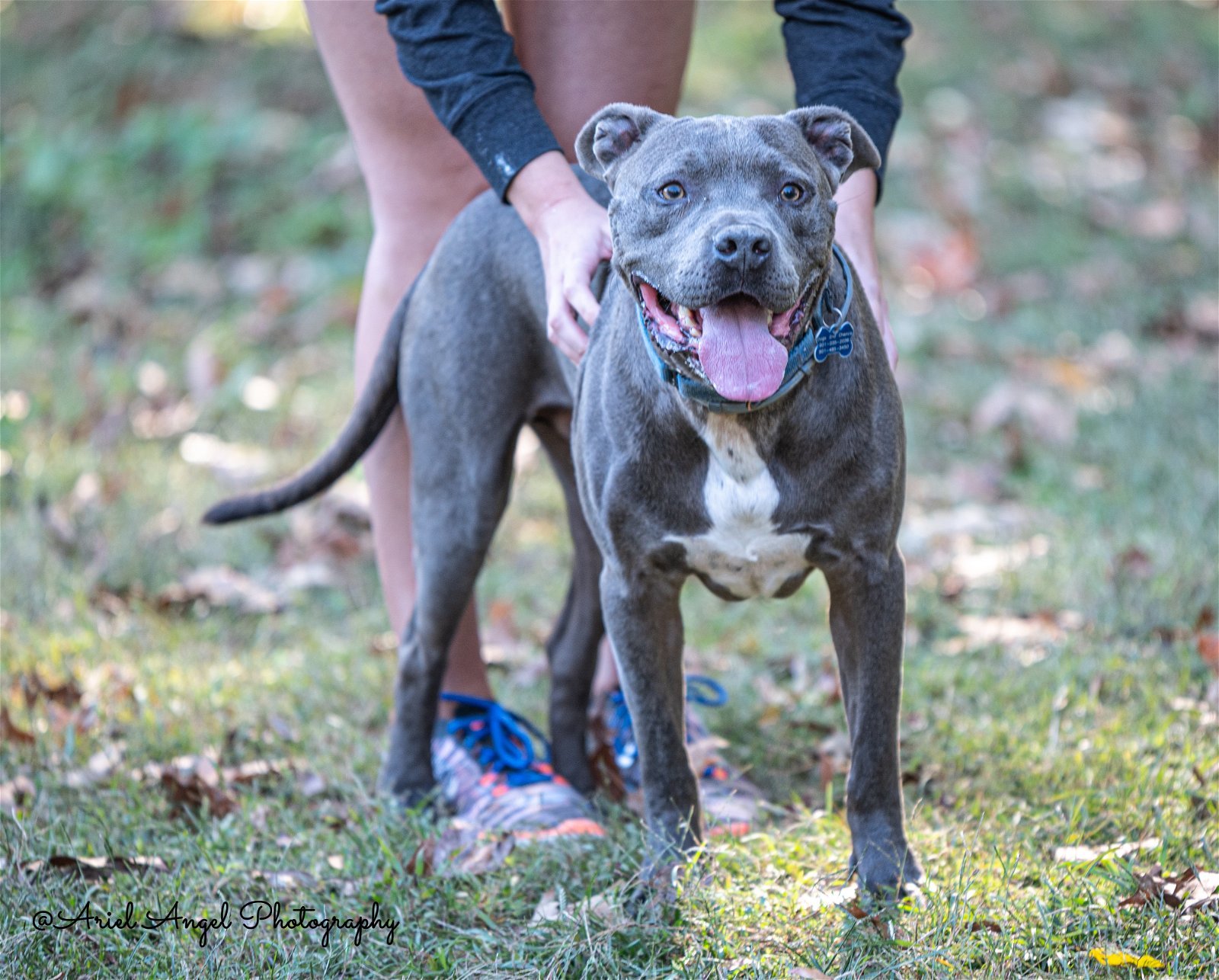 Kingston needs foster home (See Video), an adoptable Pit Bull Terrier, American Staffordshire Terrier in Munford, TN, 38058 | Photo Image 1