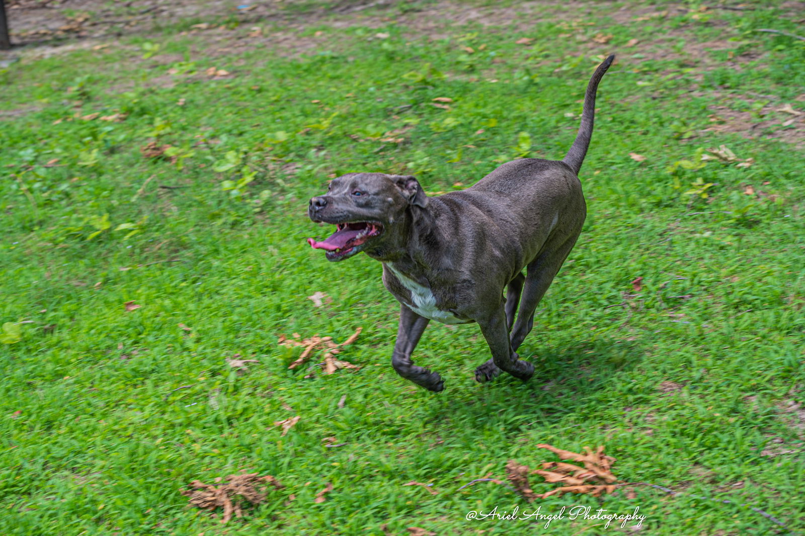 Kingston needs foster home (See Video), an adoptable Pit Bull Terrier, American Staffordshire Terrier in Munford, TN, 38058 | Photo Image 1