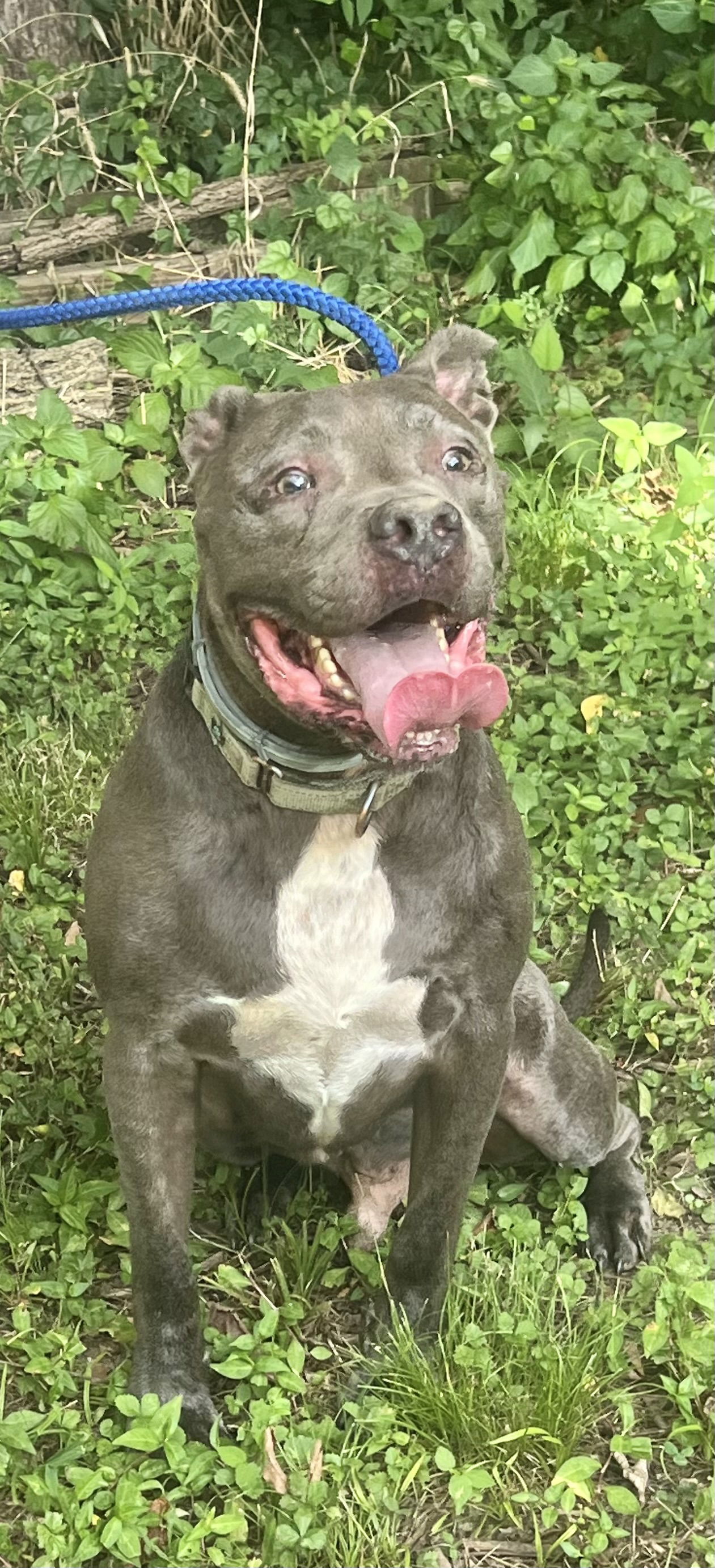 Kingston needs foster home (See Video), an adoptable Pit Bull Terrier, American Staffordshire Terrier in Munford, TN, 38058 | Photo Image 1