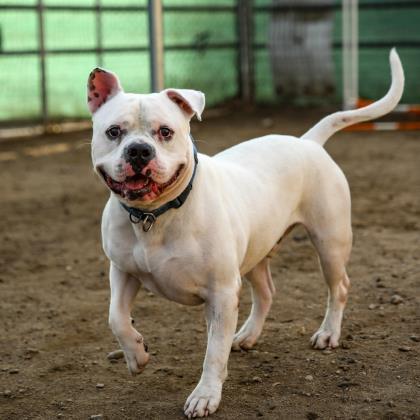 Calvin, an adoptable American Bulldog in Kanab, UT, 84741 | Photo Image 1