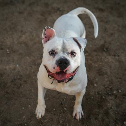 Calvin, an adoptable American Bulldog in Kanab, UT, 84741 | Photo Image 2