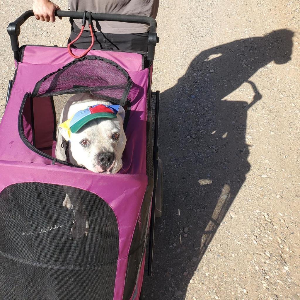 Calvin, an adoptable American Bulldog in Kanab, UT, 84741 | Photo Image 2