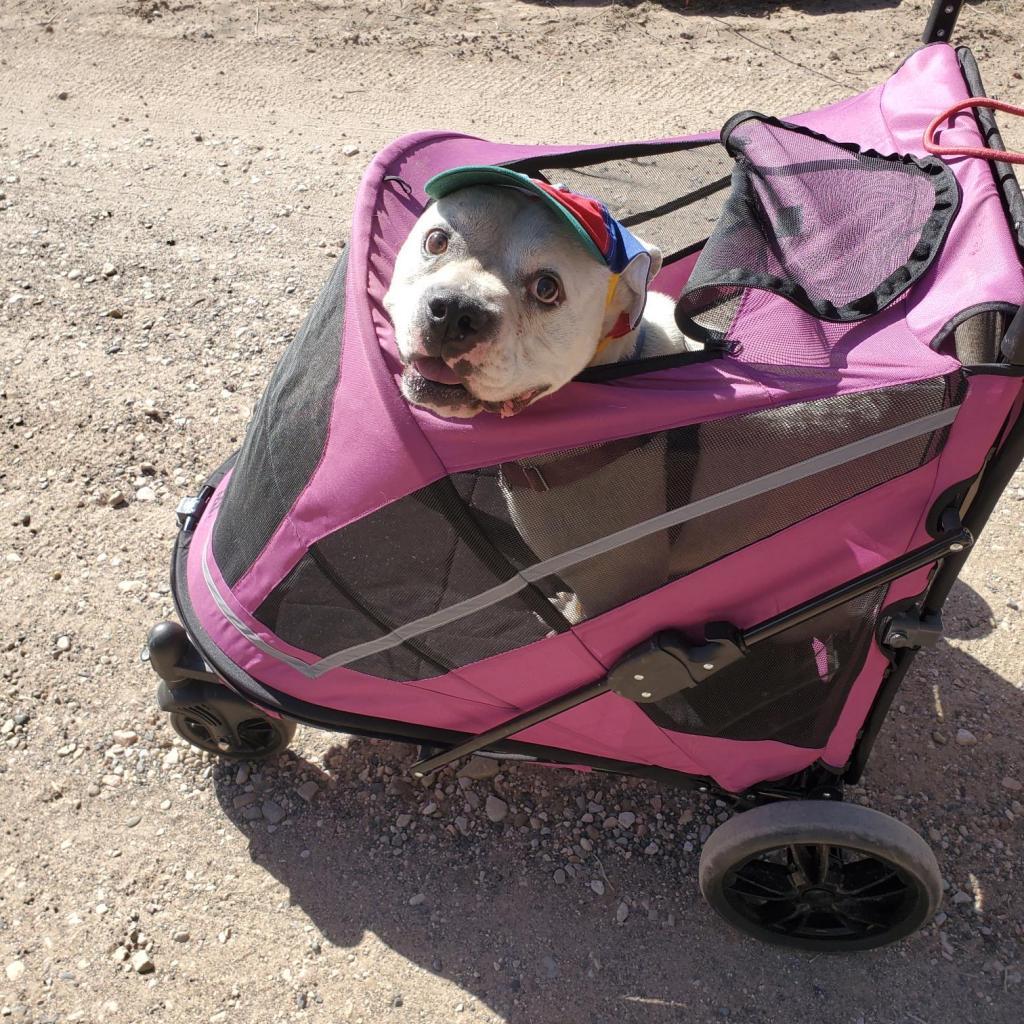 Calvin, an adoptable American Bulldog in Kanab, UT, 84741 | Photo Image 3