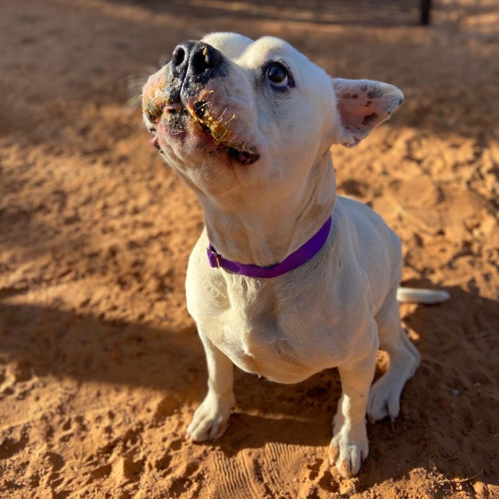 Calvin, an adoptable American Bulldog in Kanab, UT, 84741 | Photo Image 4