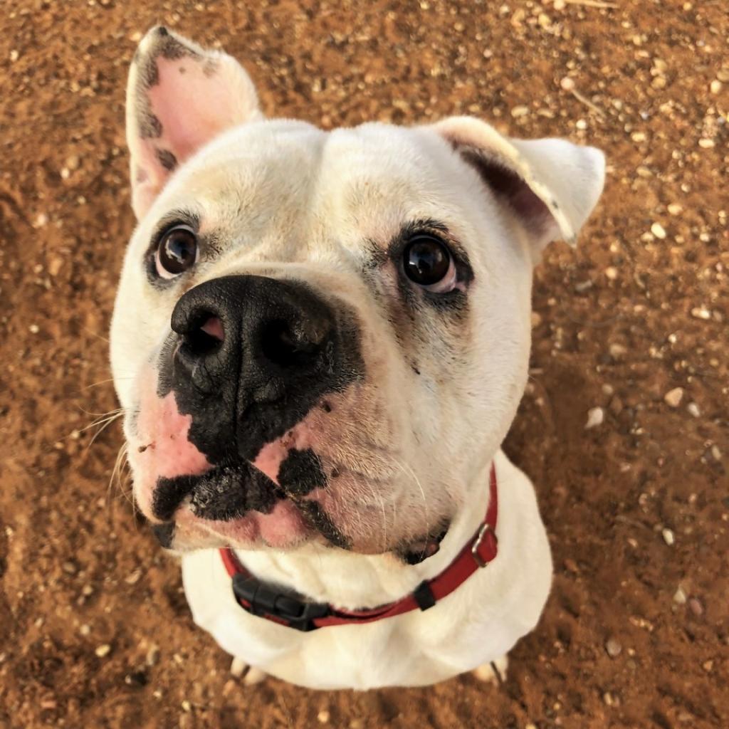 Calvin, an adoptable American Bulldog in Kanab, UT, 84741 | Photo Image 5