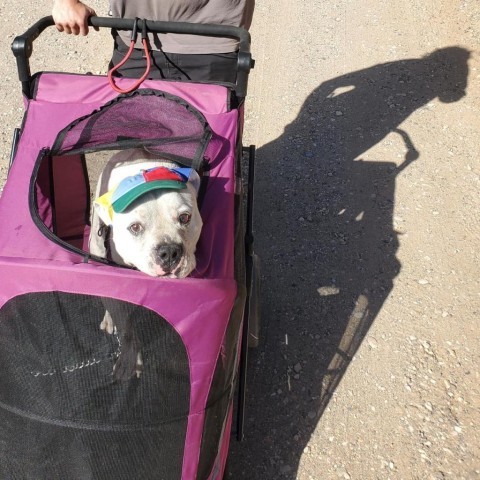 Calvin, an adoptable American Bulldog in Kanab, UT, 84741 | Photo Image 6