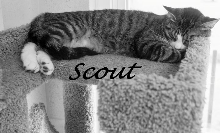 SCOUT 1