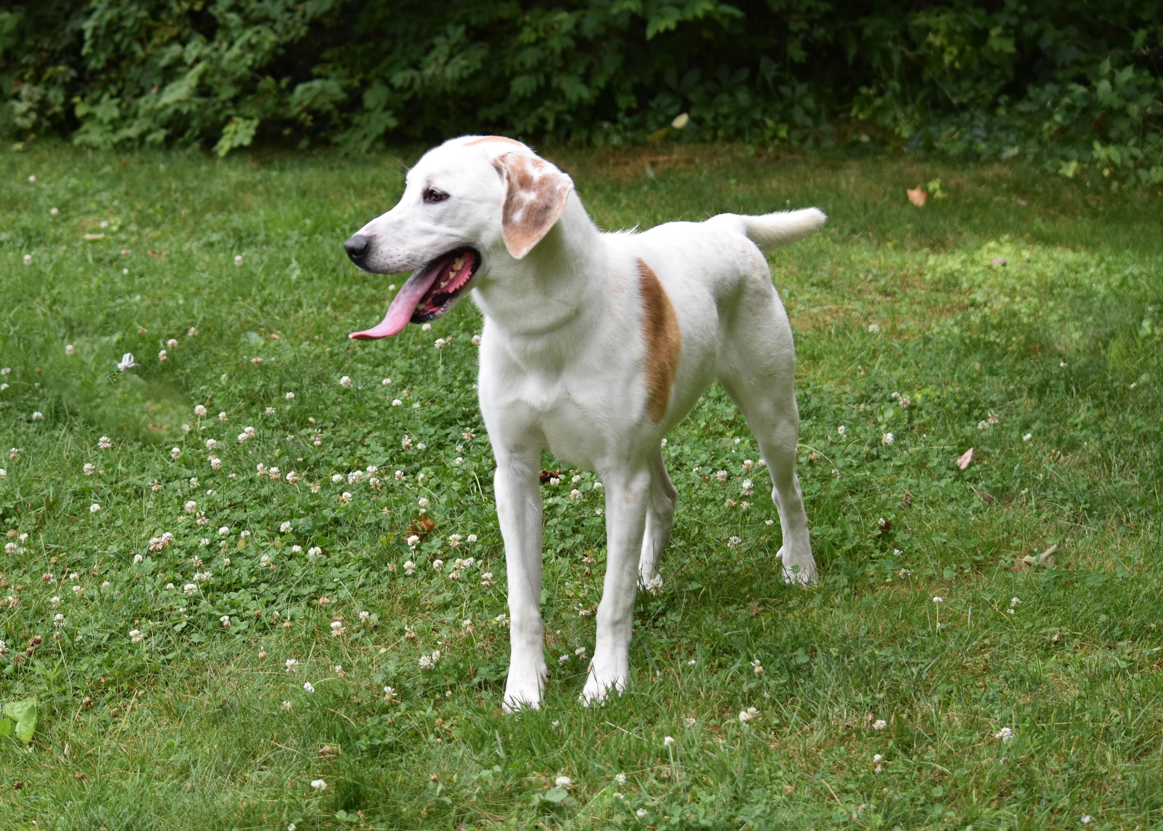 Comet, an adoptable Coonhound in Bloomfield, CT, 06002 | Photo Image 2
