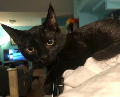 Cat For Adoption Mulan A Domestic Short Hair In Long Beach Ny