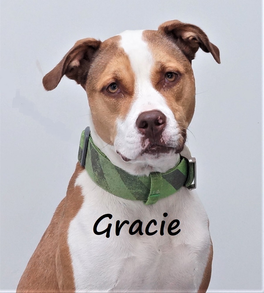 Gracie, an adoptable Boxer, Pit Bull Terrier in Aurora, NE, 68818 | Photo Image 1