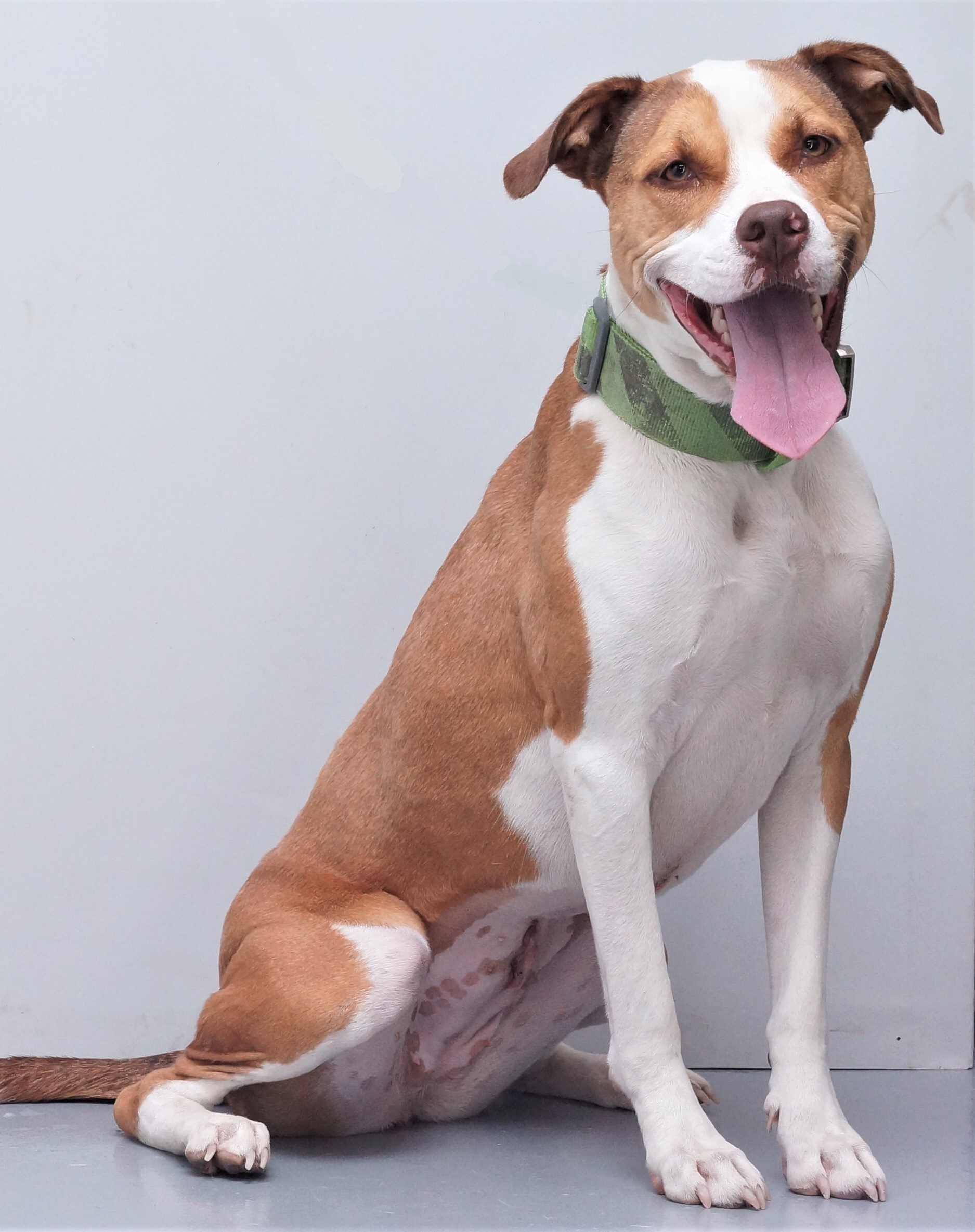 Gracie, an adoptable Boxer, Pit Bull Terrier in Aurora, NE, 68818 | Photo Image 2