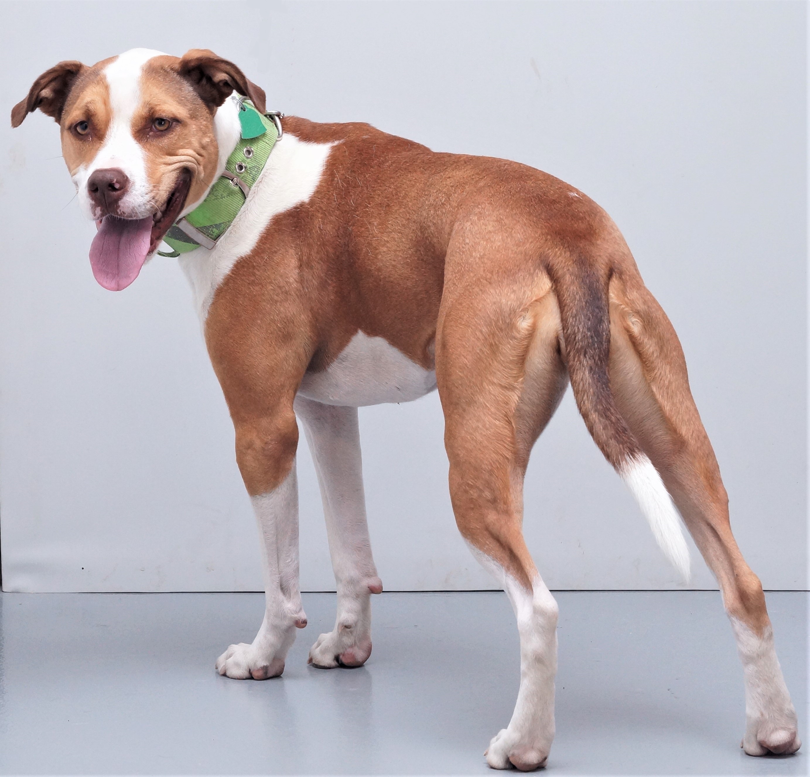 Gracie, an adoptable Boxer, Pit Bull Terrier in Aurora, NE, 68818 | Photo Image 3