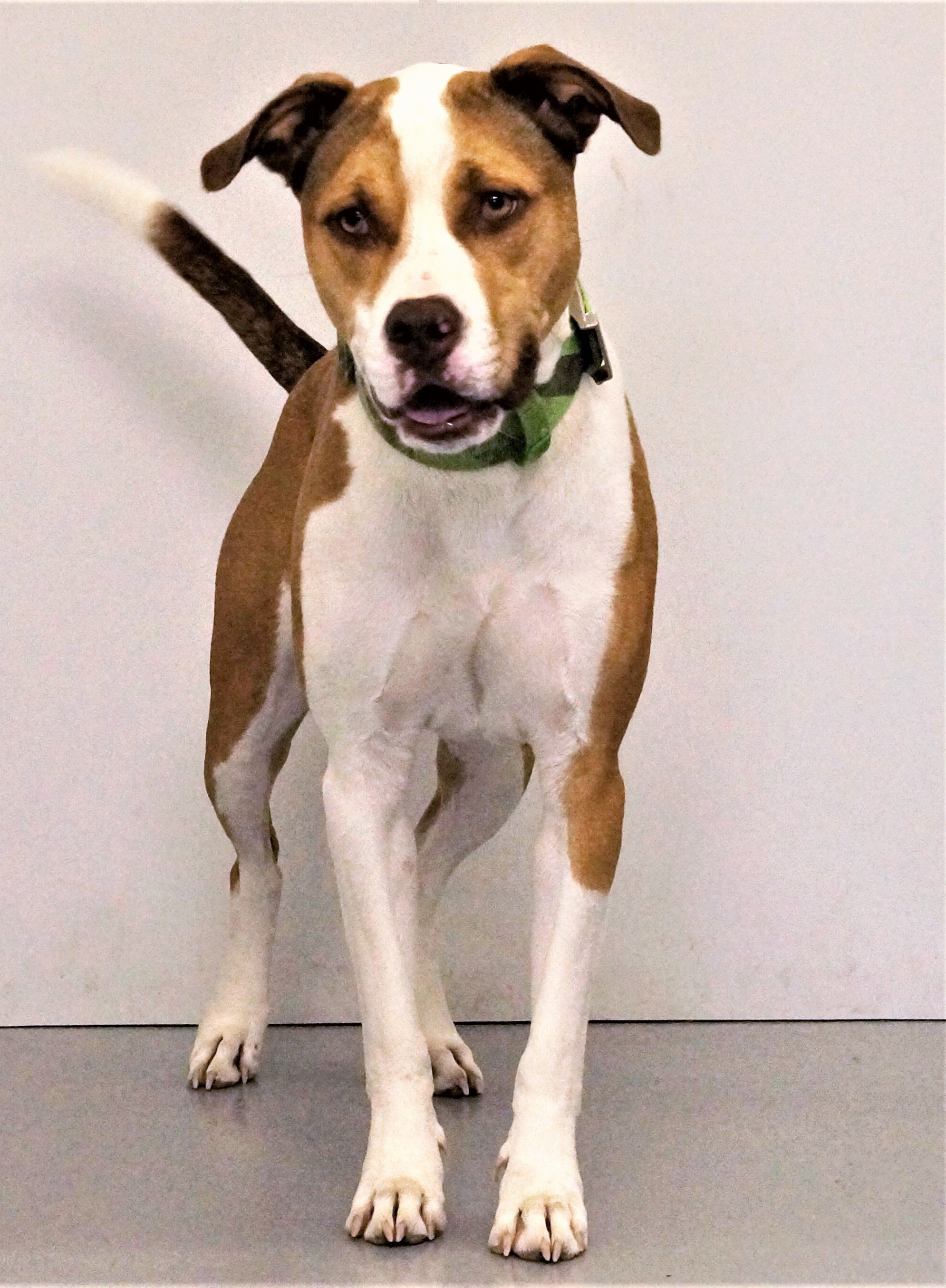 Gracie, an adoptable Boxer, Pit Bull Terrier in Aurora, NE, 68818 | Photo Image 4