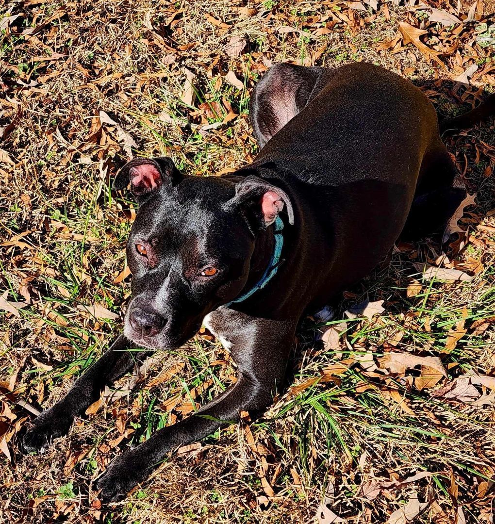 Blaise, an adoptable American Staffordshire Terrier, Labrador Retriever in Charlotte, NC, 28215 | Photo Image 4