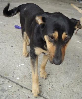 Alice, an adoptable Shepherd in San Diego, CA, 92116 | Photo Image 1