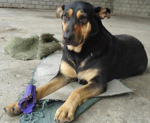 Alice, an adoptable Shepherd in San Diego, CA, 92116 | Photo Image 2