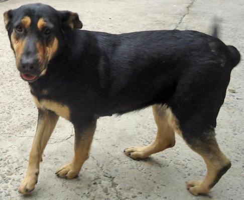 Alice, an adoptable Shepherd in San Diego, CA, 92116 | Photo Image 3