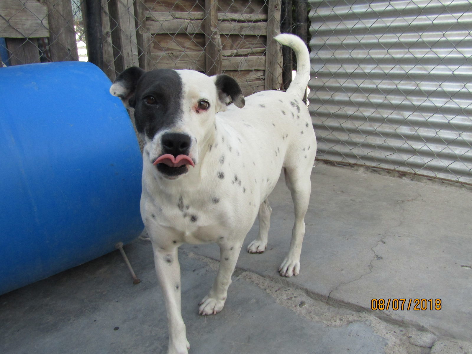 Kristi, an adoptable Australian Shepherd in San Diego, CA, 92116 | Photo Image 1