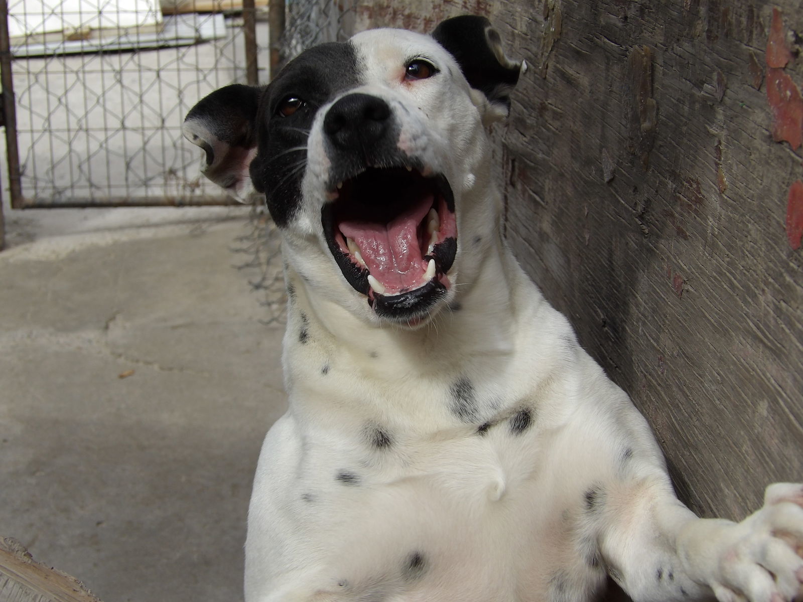 Kristi, an adoptable Australian Shepherd in San Diego, CA, 92116 | Photo Image 3