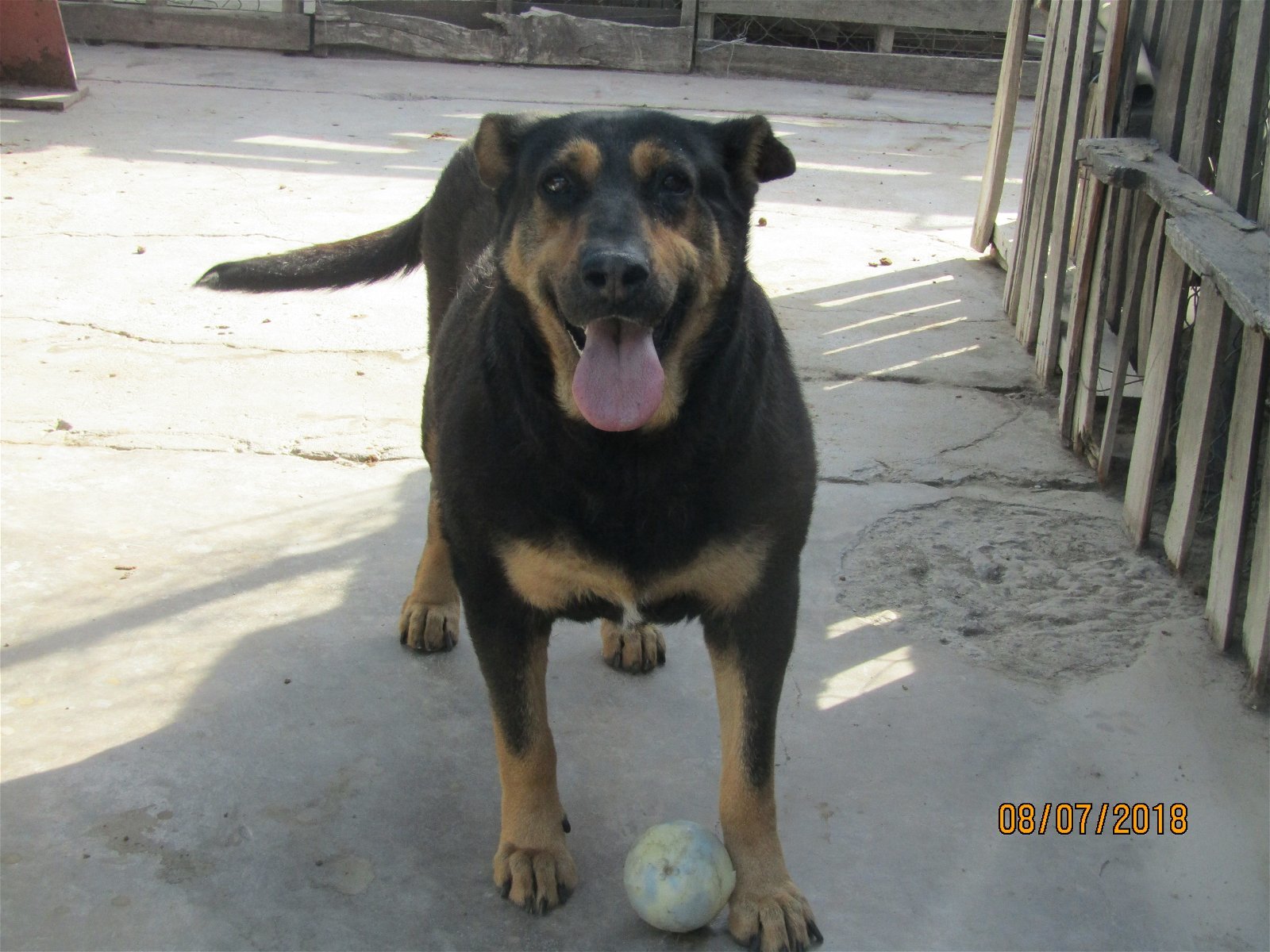 Rocky, an adoptable Rottweiler in San Diego, CA, 92116 | Photo Image 1
