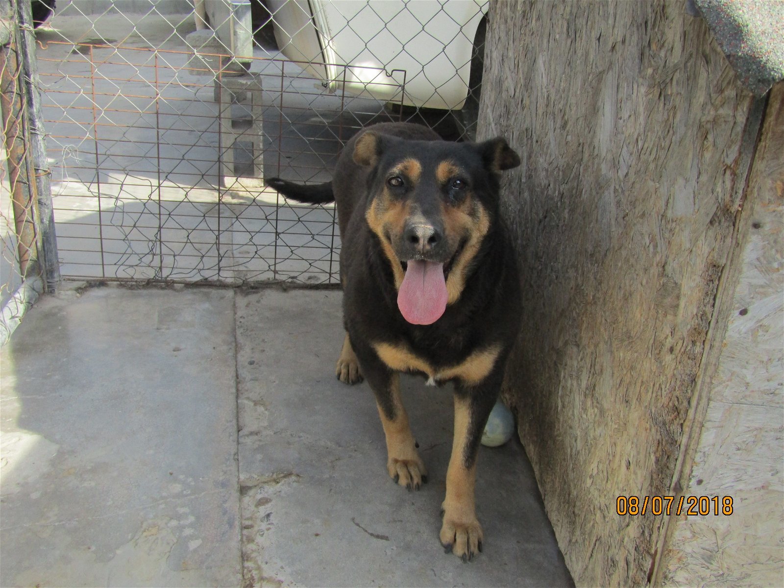 Rocky, an adoptable Rottweiler in San Diego, CA, 92116 | Photo Image 2