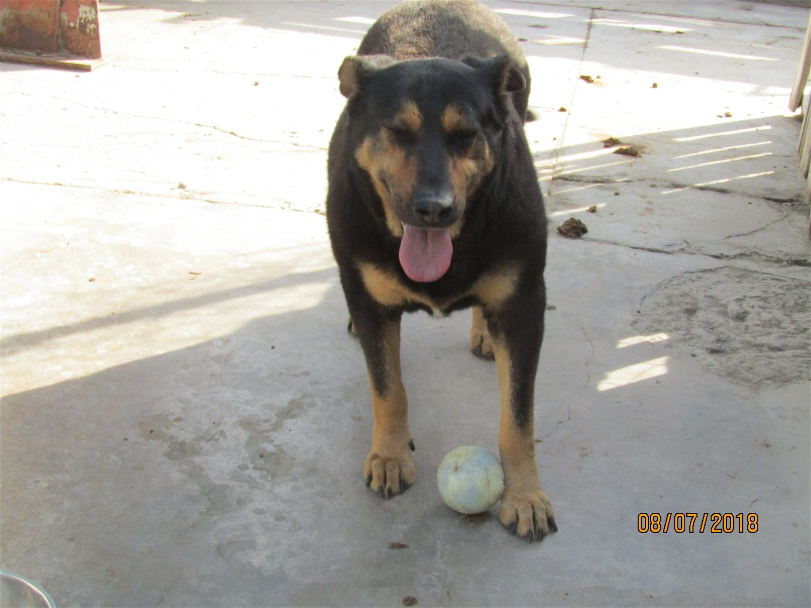 Rocky, an adoptable Rottweiler in San Diego, CA, 92116 | Photo Image 3