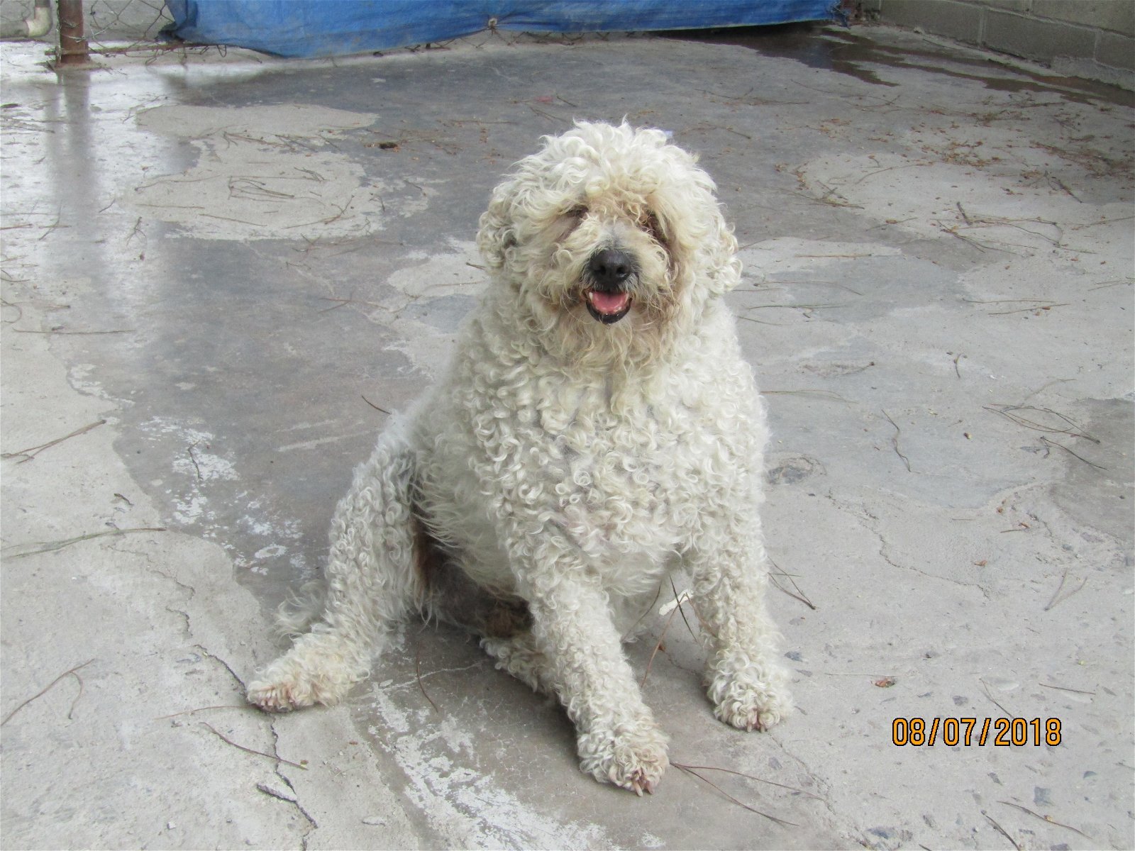 Berta, an adoptable Terrier in San Diego, CA, 92116 | Photo Image 1