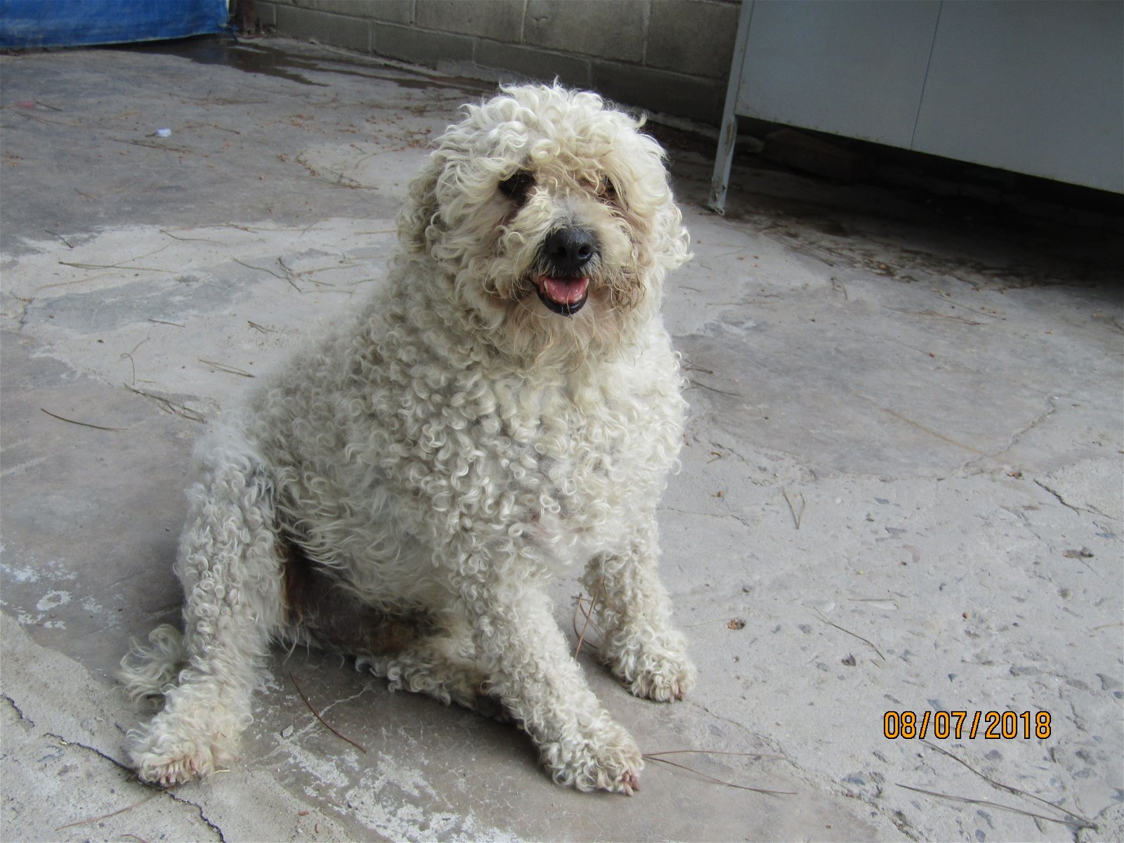 Berta, an adoptable Terrier in San Diego, CA, 92116 | Photo Image 2