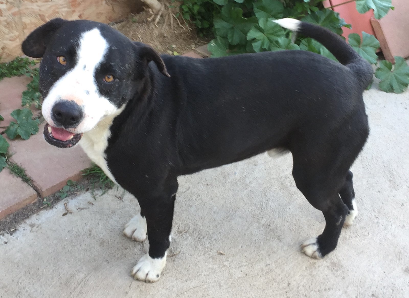 Hercules, an adoptable Border Collie, Pit Bull Terrier in San Diego, CA, 92116 | Photo Image 1