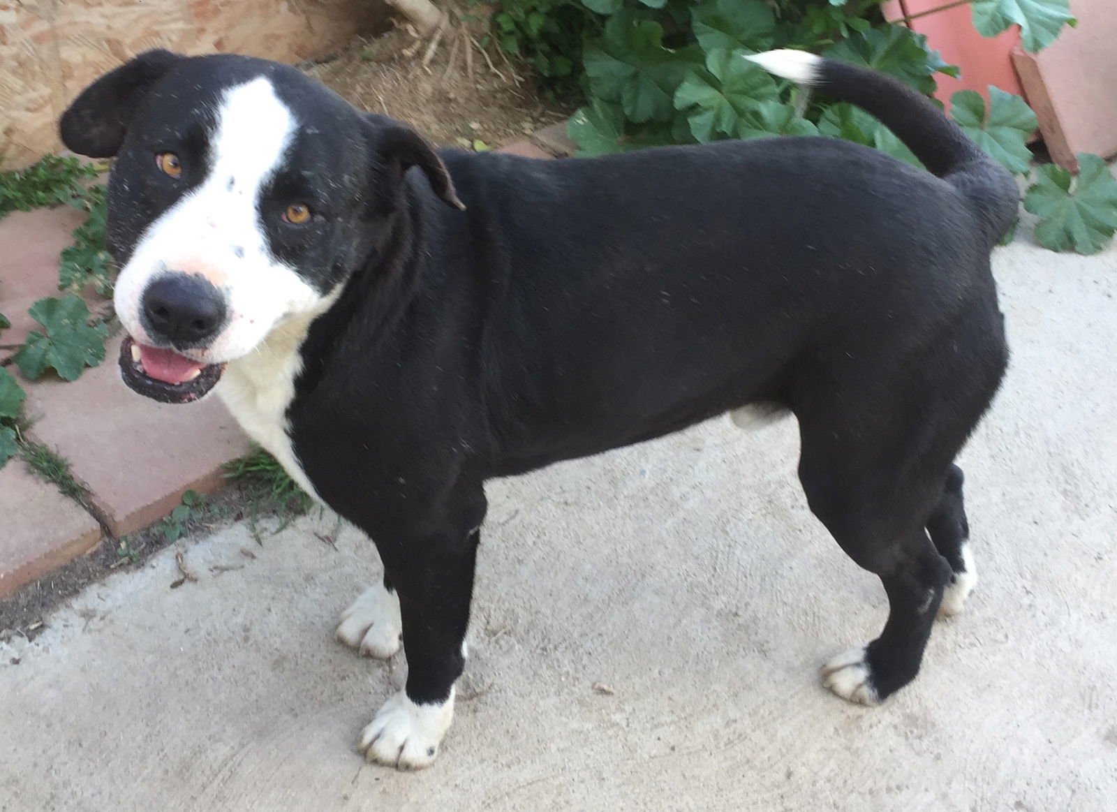 Hercules, an adoptable Border Collie, Pit Bull Terrier in San Diego, CA, 92116 | Photo Image 1