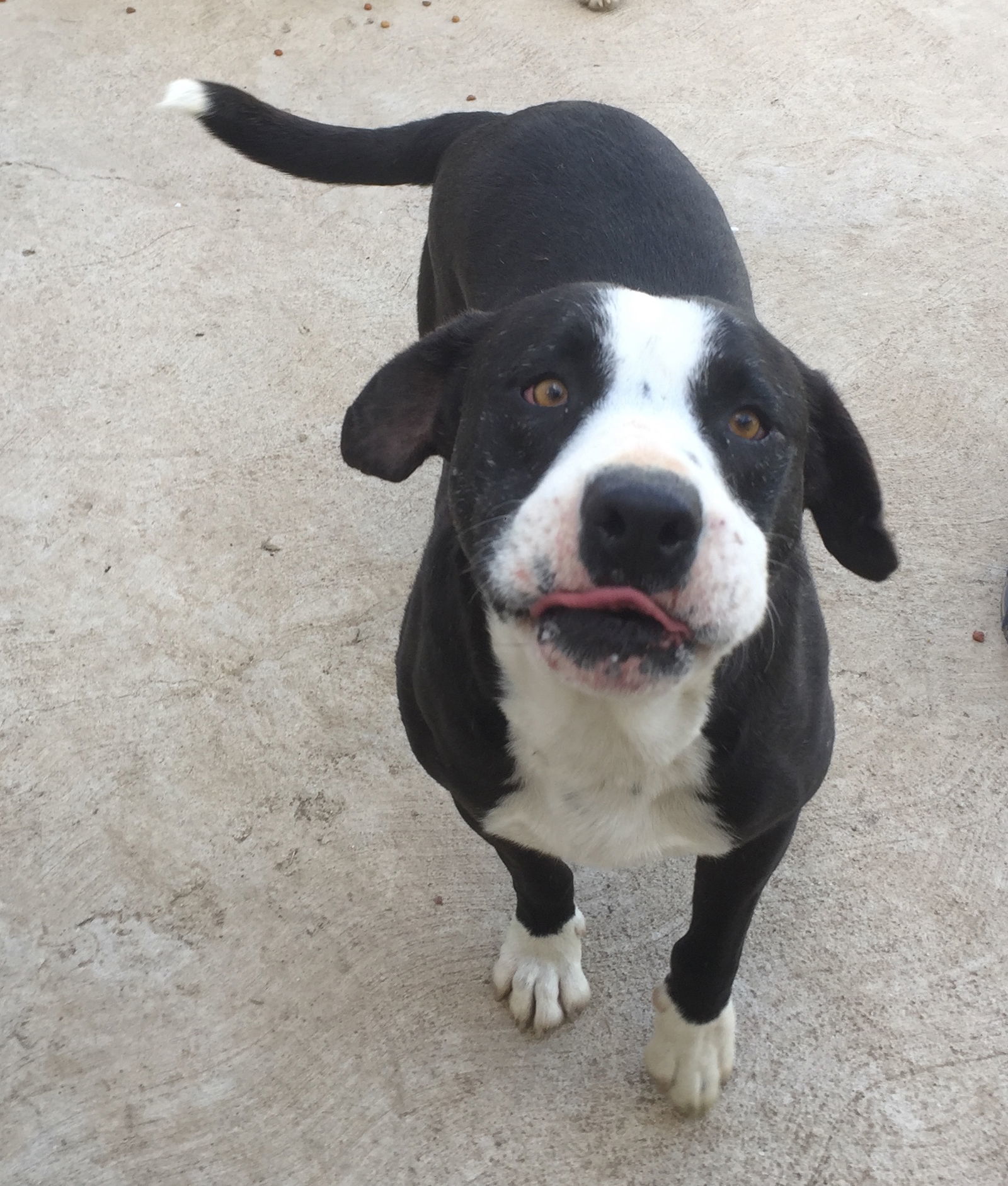 Hercules, an adoptable Border Collie, Pit Bull Terrier in San Diego, CA, 92116 | Photo Image 2