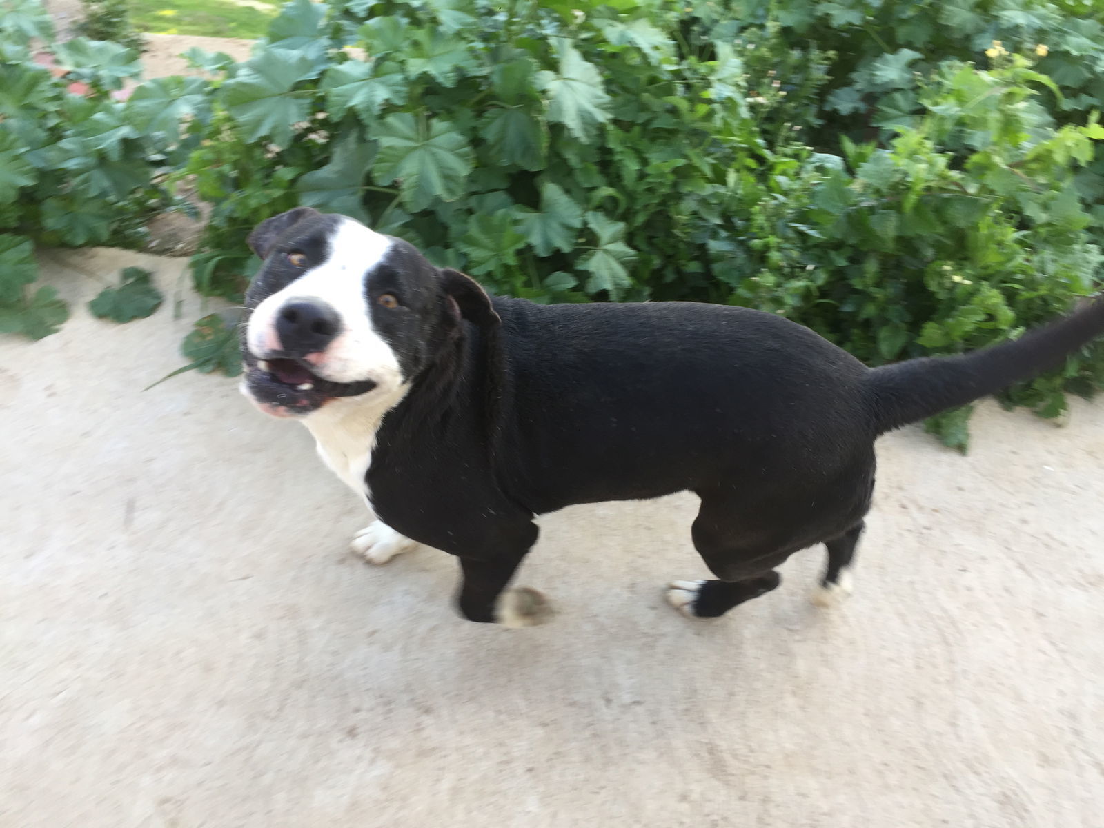 Hercules, an adoptable Border Collie, Pit Bull Terrier in San Diego, CA, 92116 | Photo Image 3