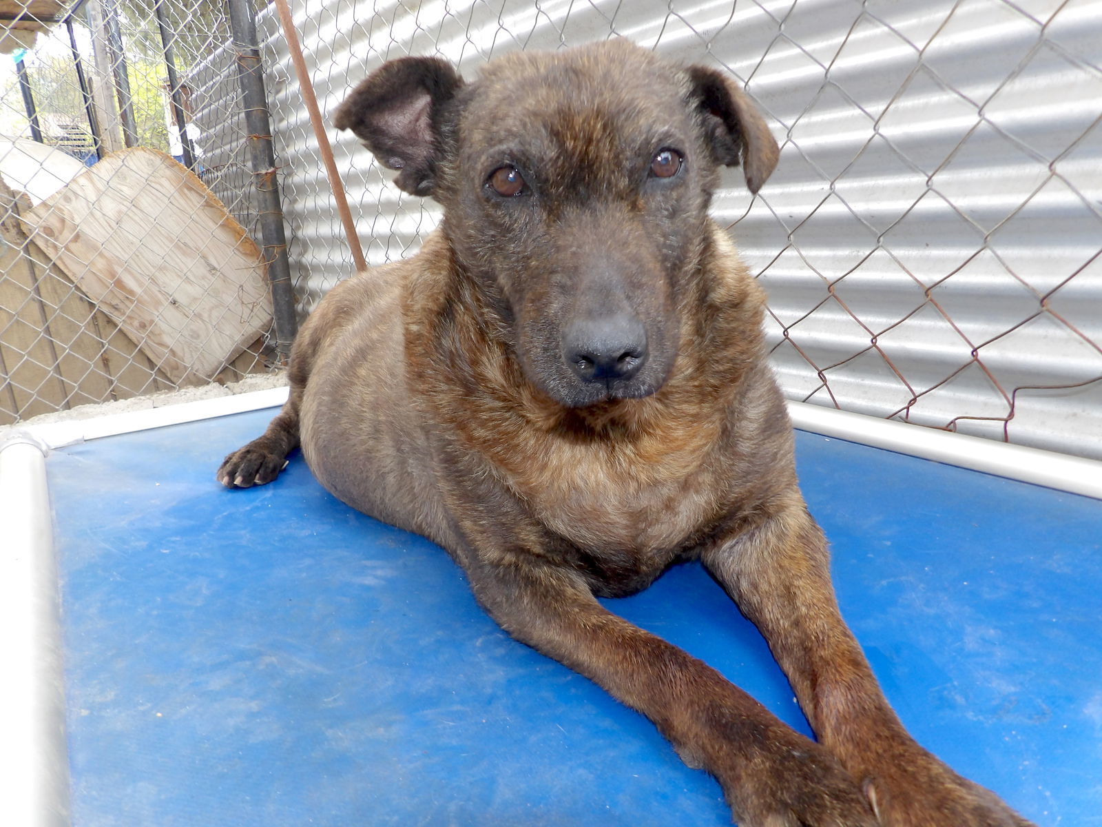 Helen, an adoptable Shepherd in San Diego, CA, 92116 | Photo Image 1