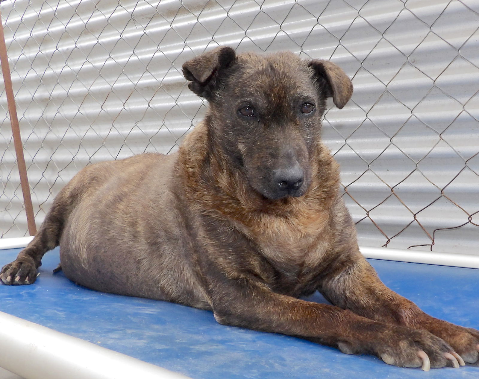 Helen, an adoptable Shepherd in San Diego, CA, 92116 | Photo Image 2