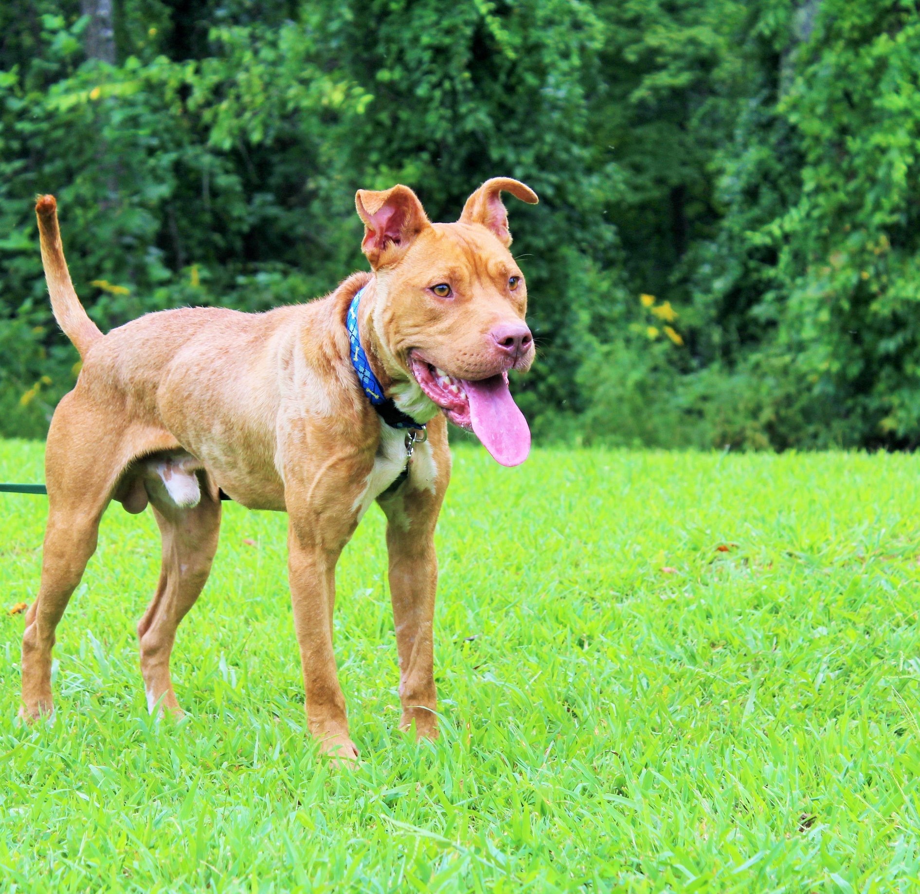 Chomper, an adoptable Pit Bull Terrier, Mixed Breed in Huntington, WV, 25705 | Photo Image 1