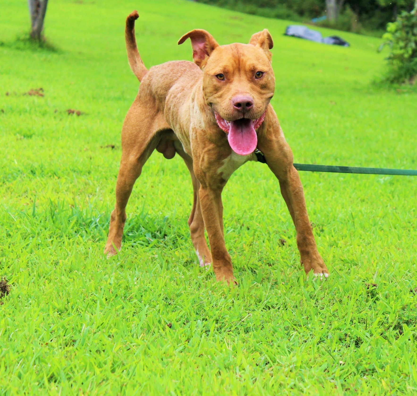Chomper, an adoptable Pit Bull Terrier, Mixed Breed in Huntington, WV, 25705 | Photo Image 2