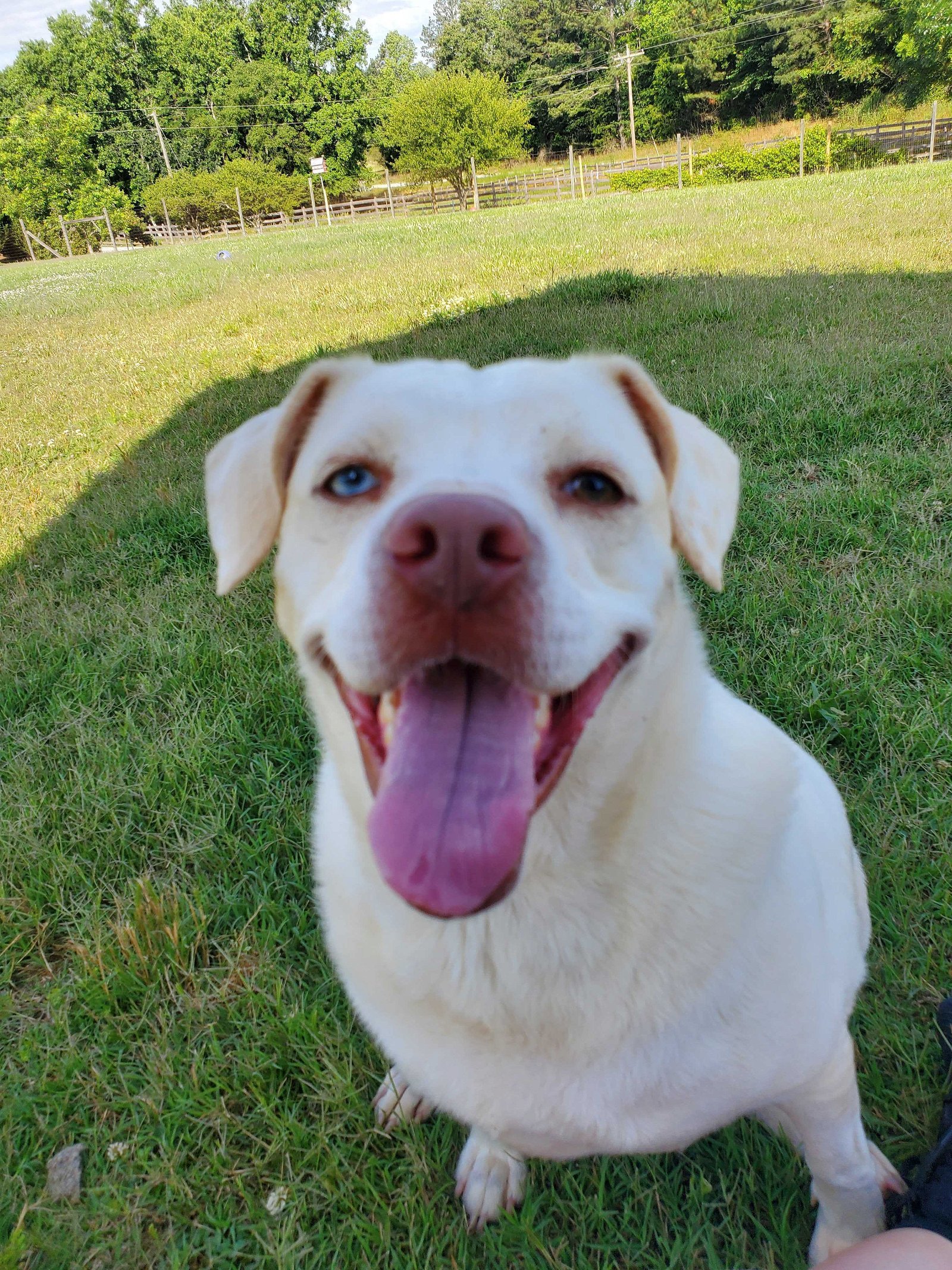 Sylvia, an adoptable Labrador Retriever in Pacolet, SC, 29372 | Photo Image 1