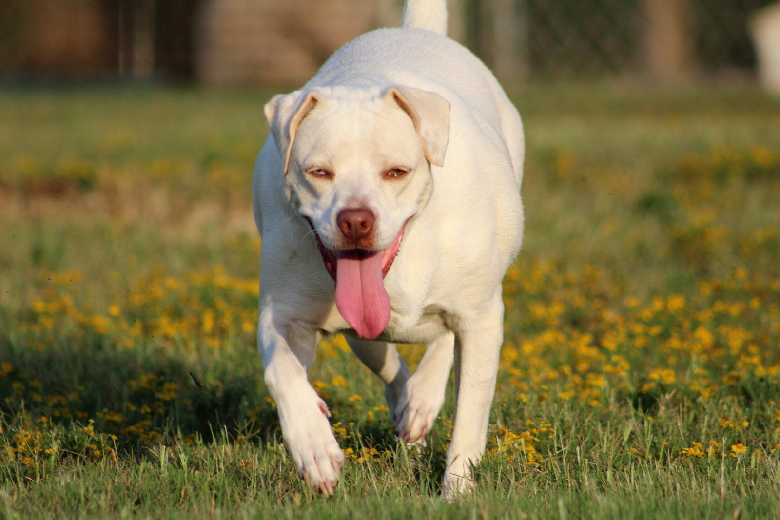 Sylvia, an adoptable Labrador Retriever in Pacolet, SC, 29372 | Photo Image 2
