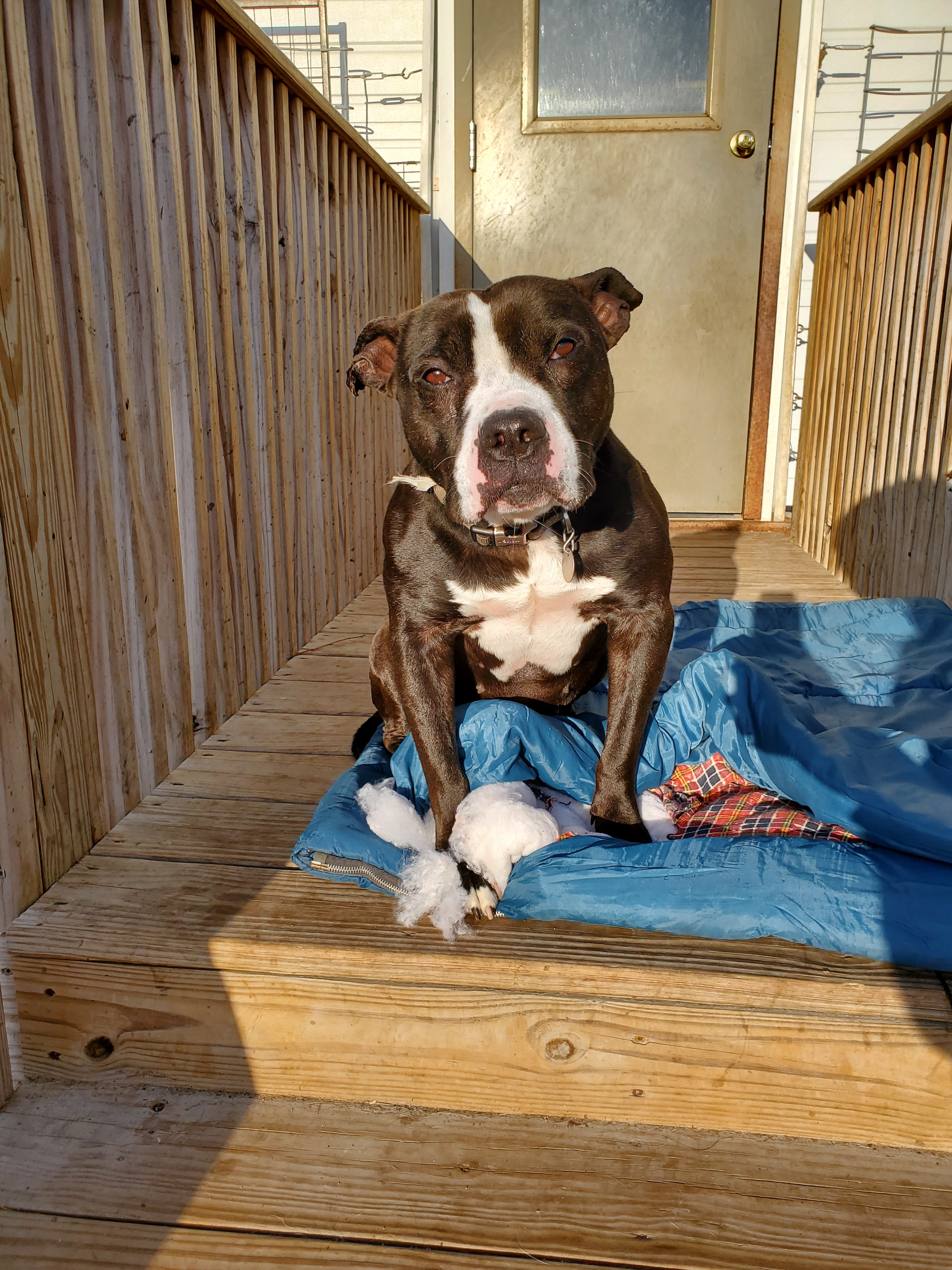 Kane, an adoptable American Staffordshire Terrier, Boston Terrier in La Salle, IL, 61301 | Photo Image 2