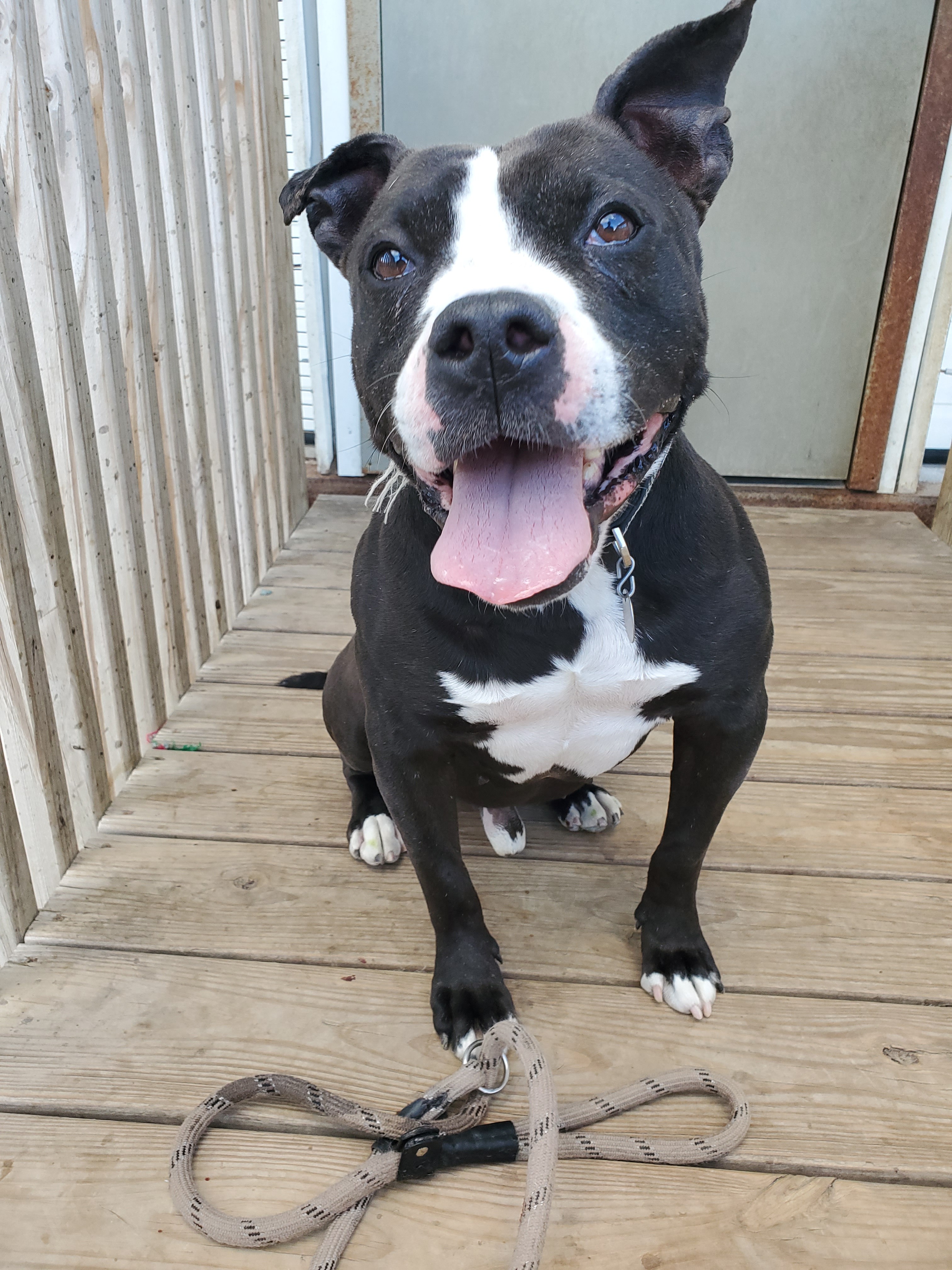 Kane, an adoptable American Staffordshire Terrier, Boston Terrier in La Salle, IL, 61301 | Photo Image 1