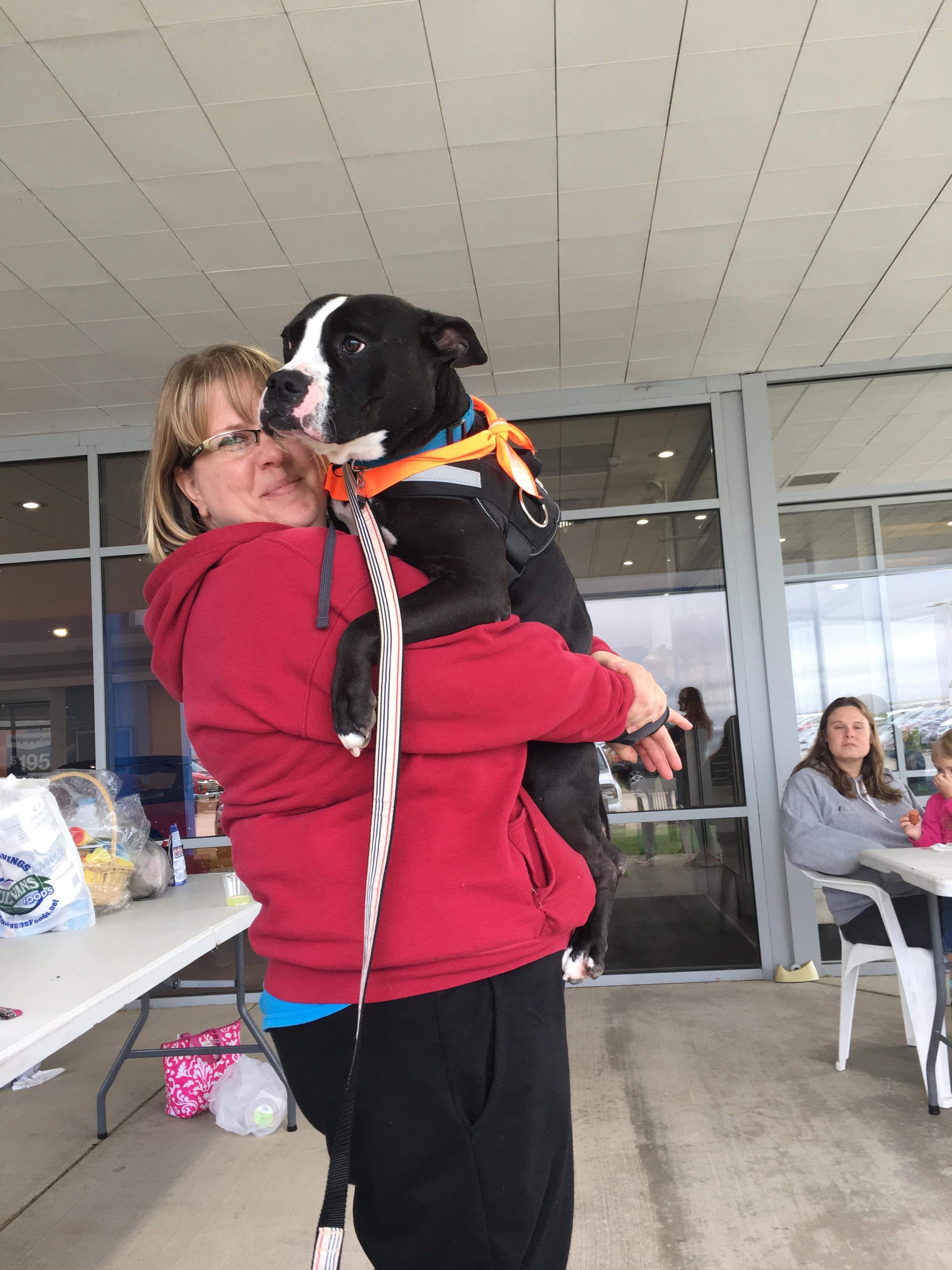 Kane, an adoptable American Staffordshire Terrier, Boston Terrier in La Salle, IL, 61301 | Photo Image 6