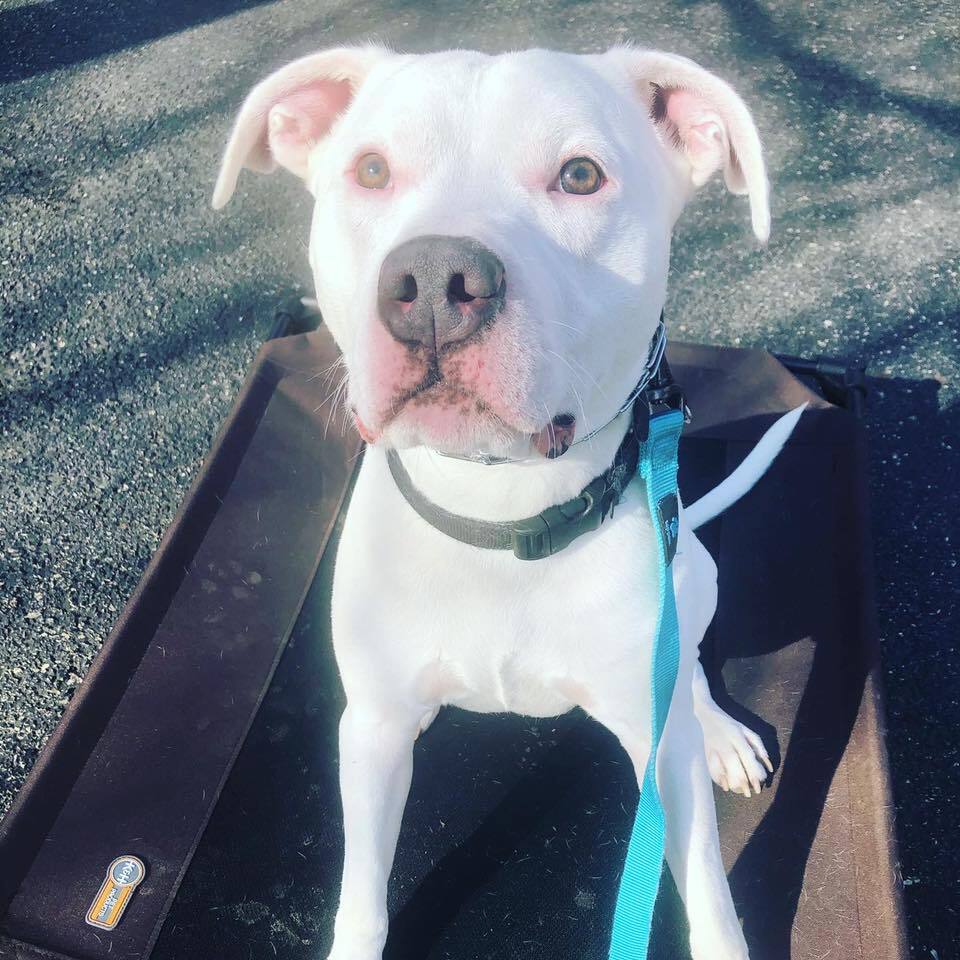 Dewey, an adoptable American Staffordshire Terrier, Labrador Retriever in Plainfield, IL, 60544 | Photo Image 2